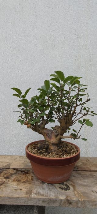 Macieira Bonsai, malus evereste