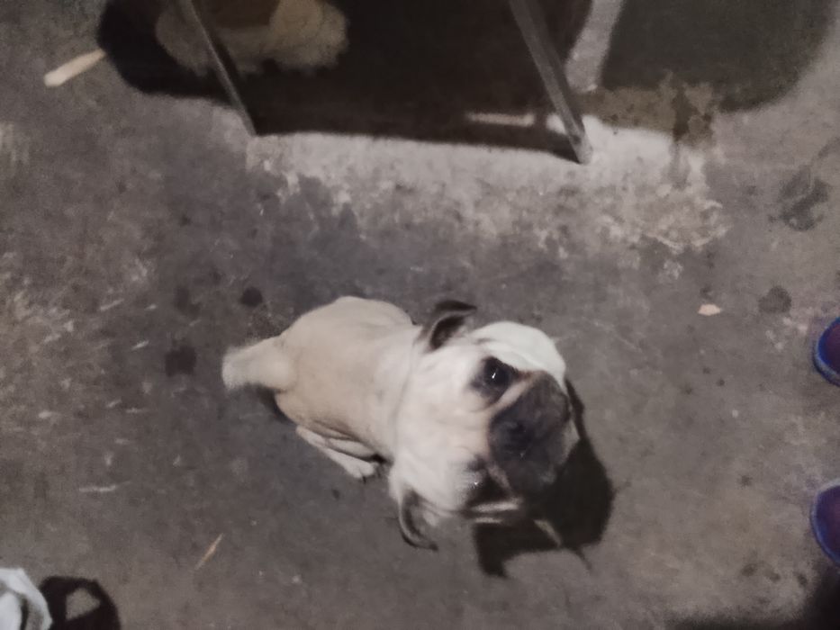 Продається мопс кремового оксрас тільки самовивіз а