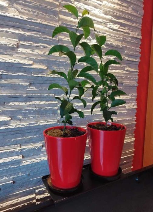 Pólka na telewizor lub monitor