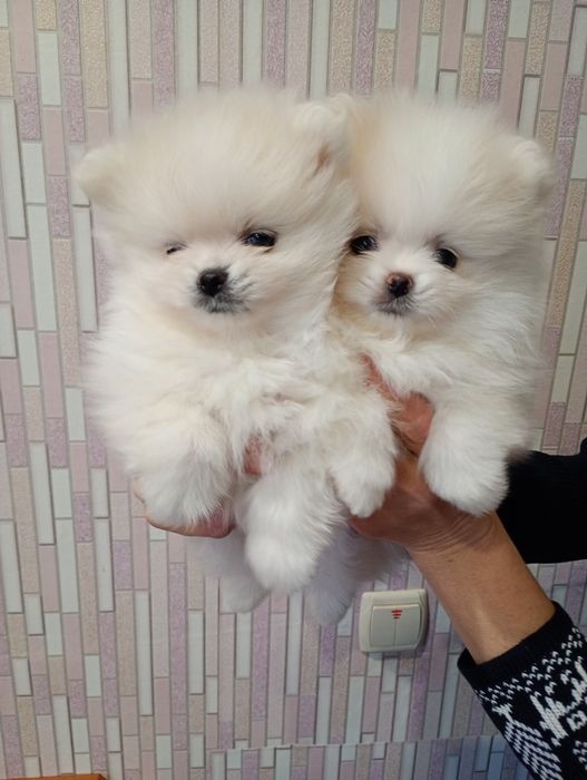 Мишки мальчики шпиц.