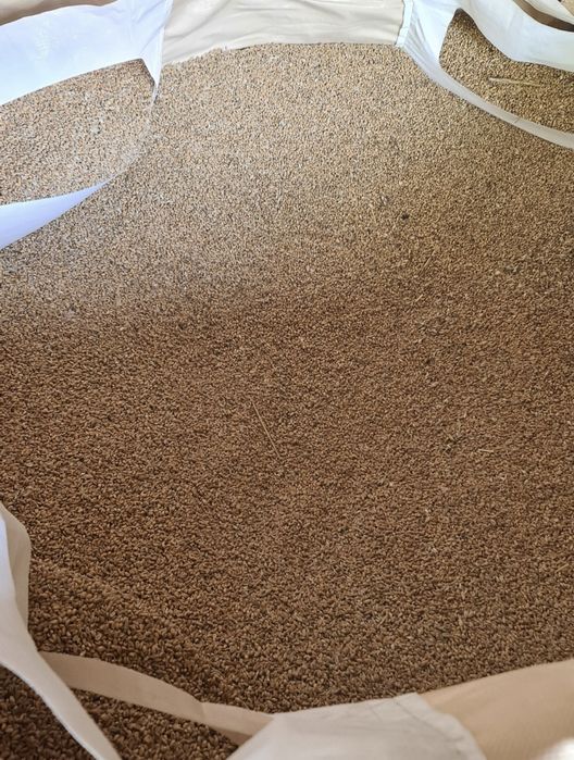 Pszenica 20kg szybka wysyłka olx od rolnika