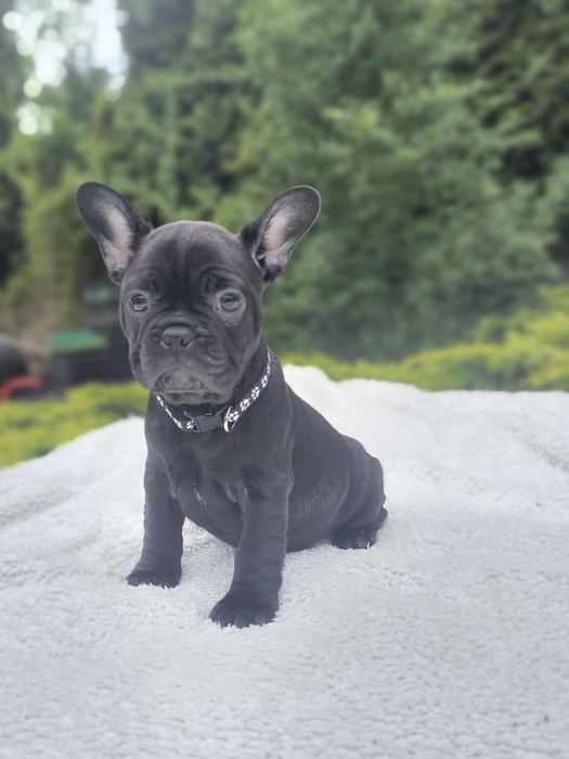Buldog francuski fracuski czarna  suczka