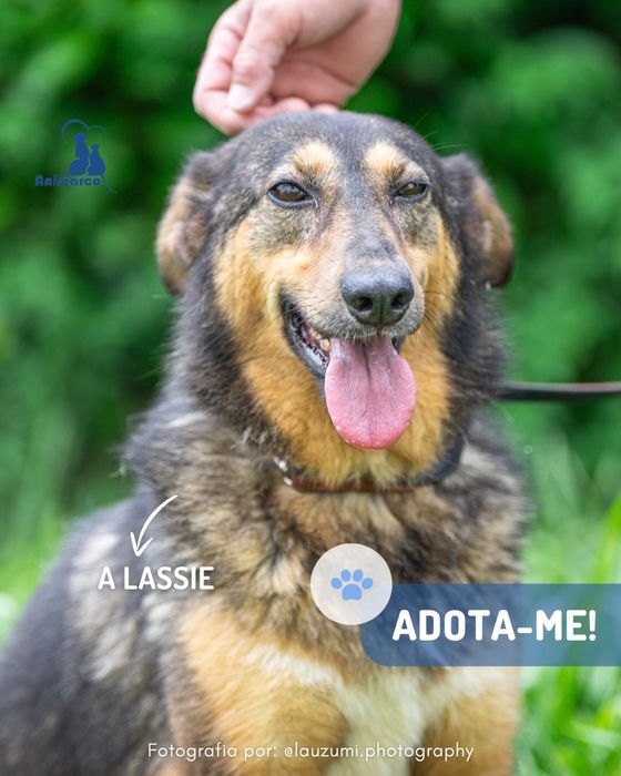 Lassie cadela porte medio / grande