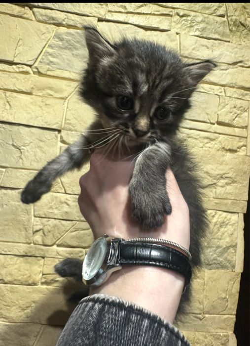 Кошенята в добрі руки. Кіт, котик, дівчатка
