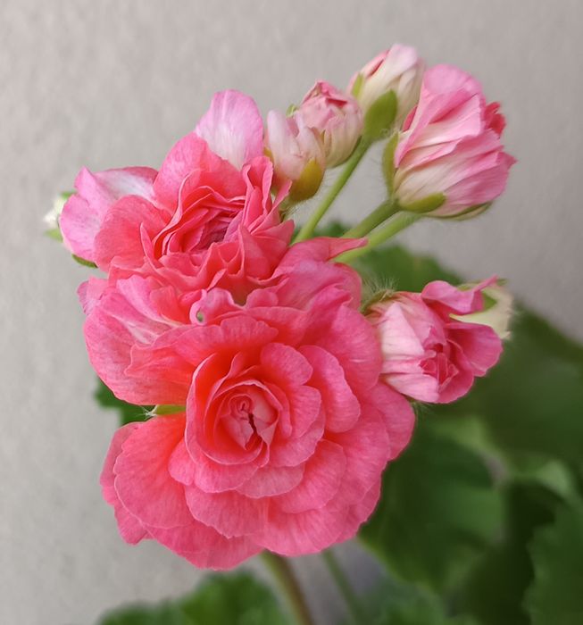 TA Lady Vinter pelargonia