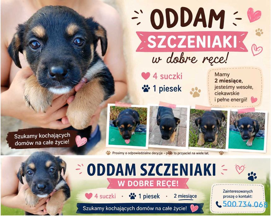 Oddam szczeniaczki w dobre ręce
