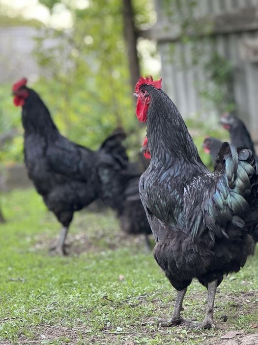 Джерсійський Гігант Інкубаційне Яйце