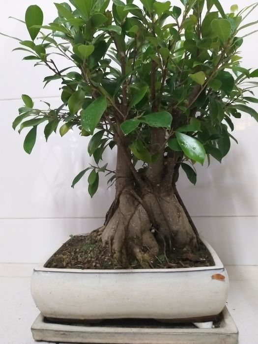 Bonsai 12 anos (40cms)