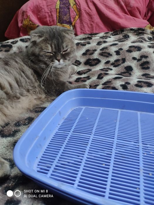 Лоток для котят для опорожнения