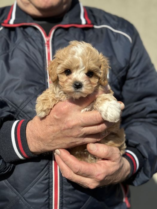 Мінік мпльтіпу до 2,5 кг