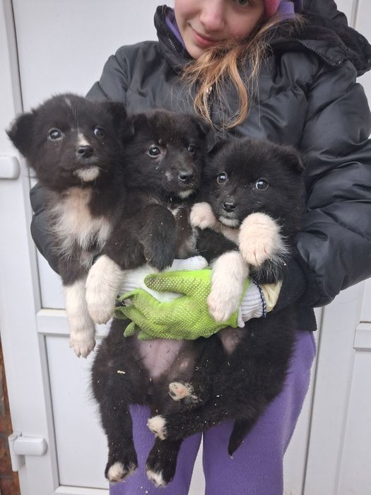 Вддаємо цуцинят дівчаток