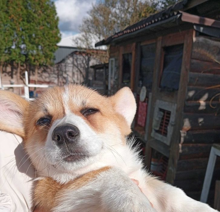 Szczenię rasy Welsh Corgi Pembroke