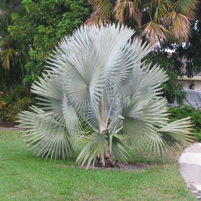 Palmeiras butia capitata