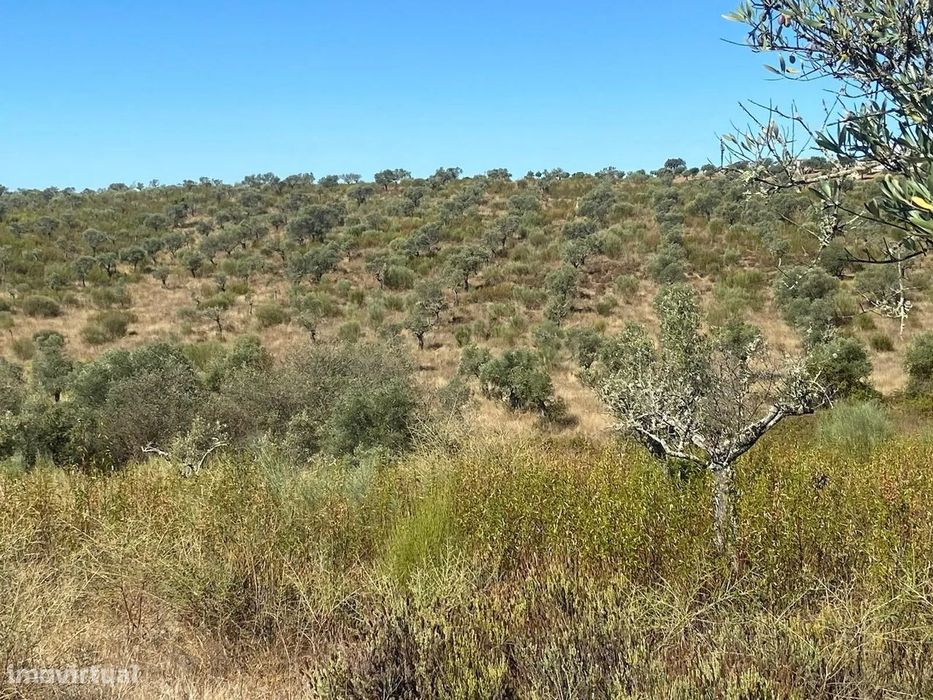 Olival tradicional Escalos de Baixo