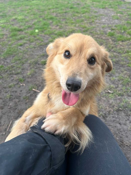 Boguś do adopcji pies Kalisz Wrocław Poznan Łodz