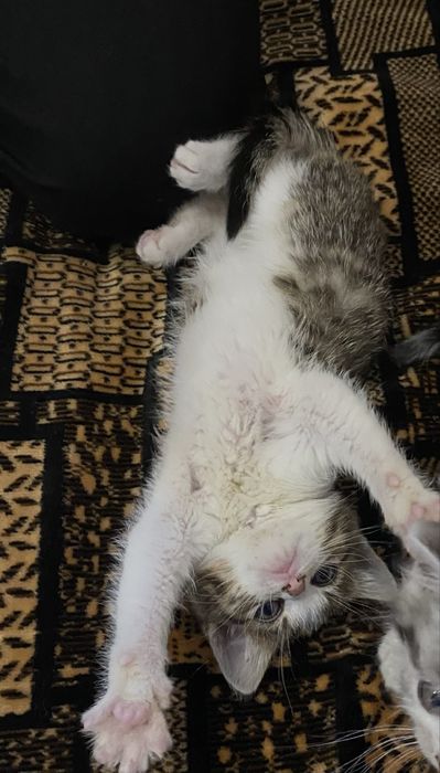 Котики безкоштовно!