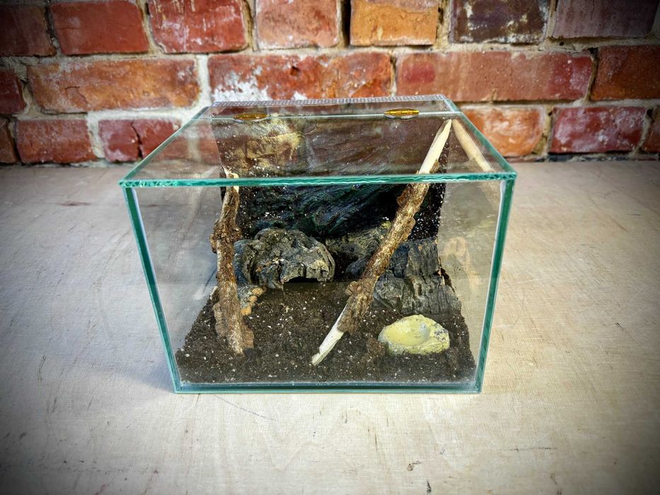 Terrarium szklane typu zawias z leśnym wystrojem 20x20x15 cm. AlleTerra