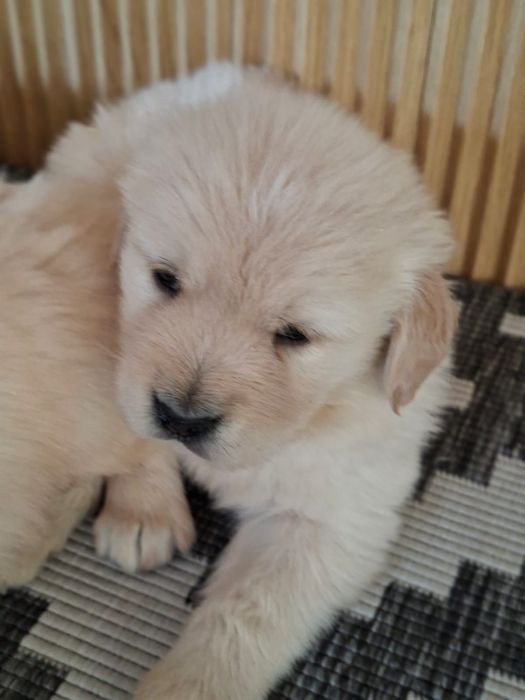 Szczeniak Golden Retriever i biszkoptowy