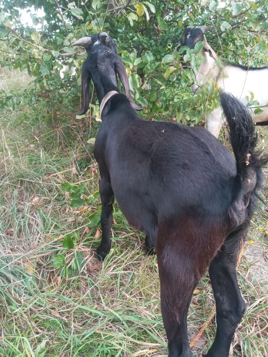 Козлик англо-нубієць.