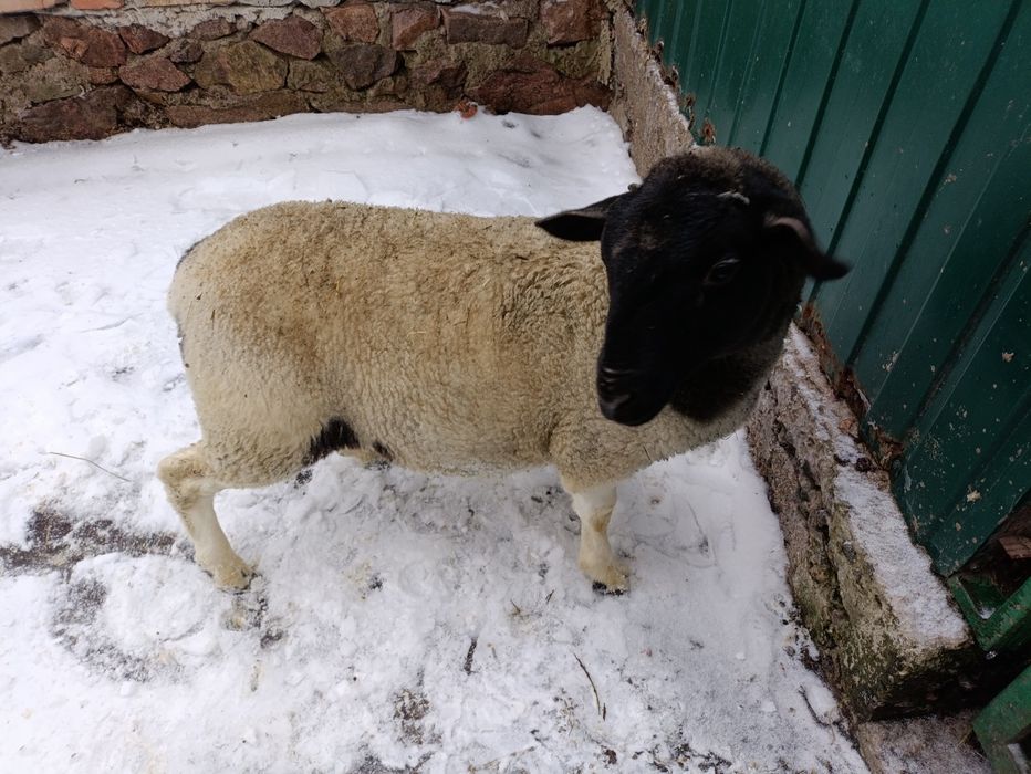 Ягня баран 3 місяці