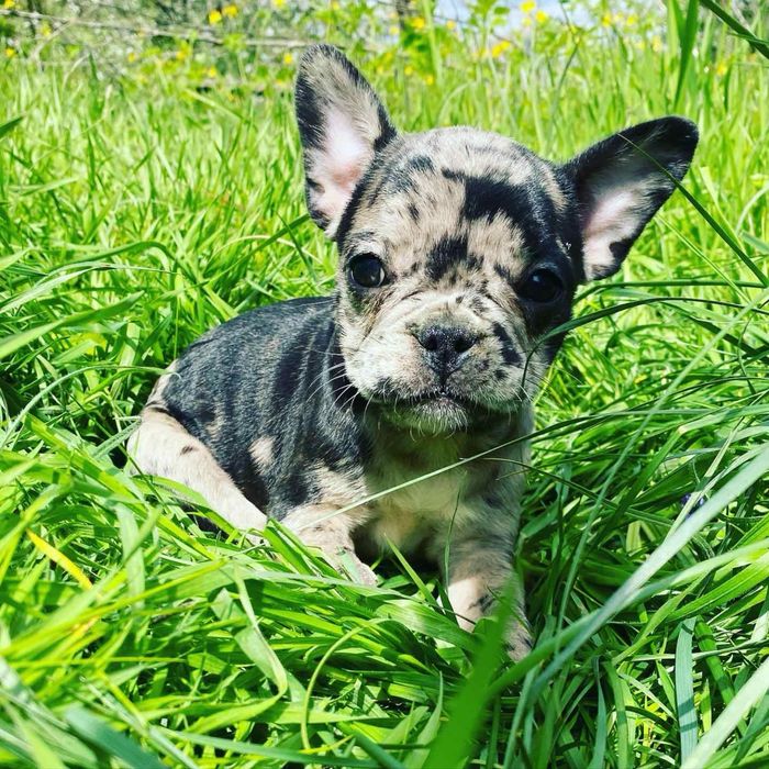 Вʼязка французький бульдог