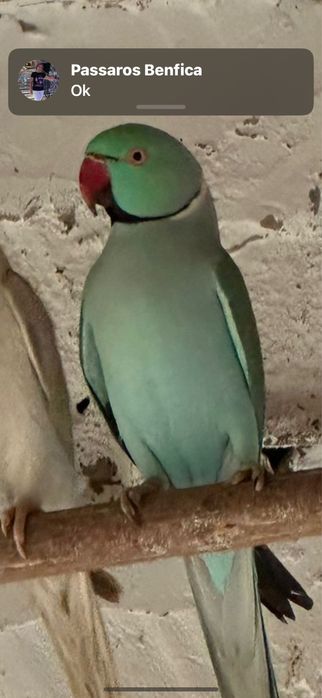 Casal Ring Neck reprodutor