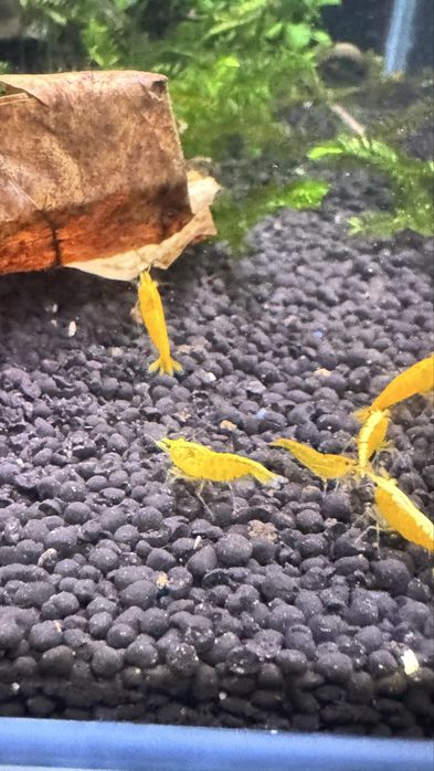 CAMARÕES NEOCARIDINA SELECIONADOS – SHRIMPMANIACPT