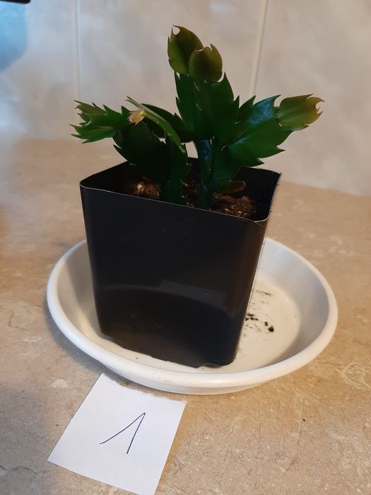 Grudnik roślina doniczkowa