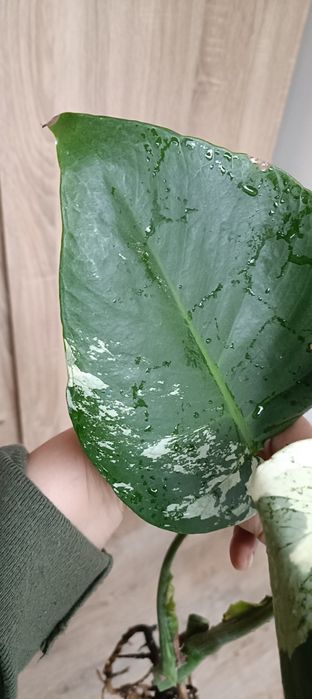 Monstera Jungle  Mint -cięty