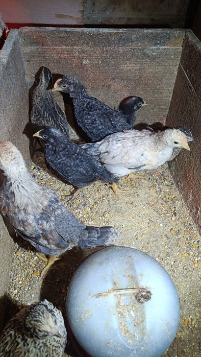 Pintos Nascidos de Ovos Várias Cores