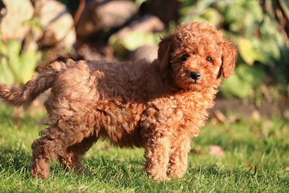 Przepiękny piesek pudel toy/miniatura