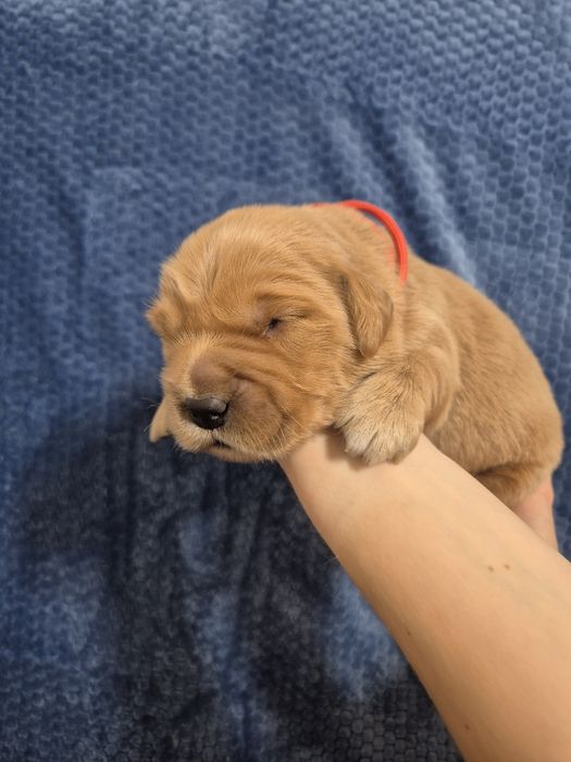 Ciemnozłoty samiec Golden Retriever