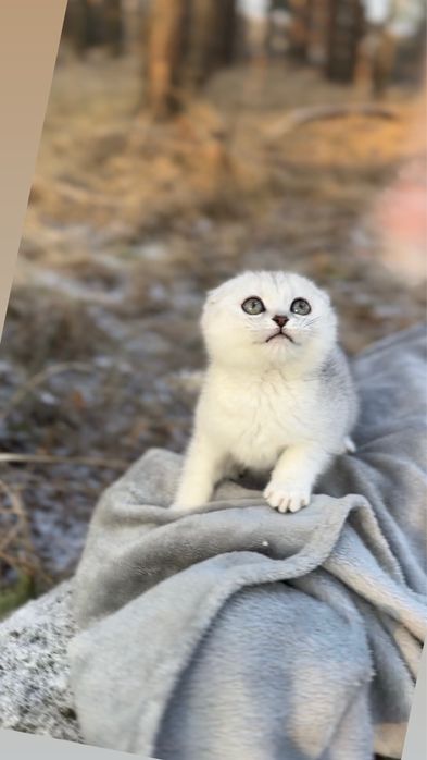 Дівчинка шотландська фолд висловуха срібна шиншила