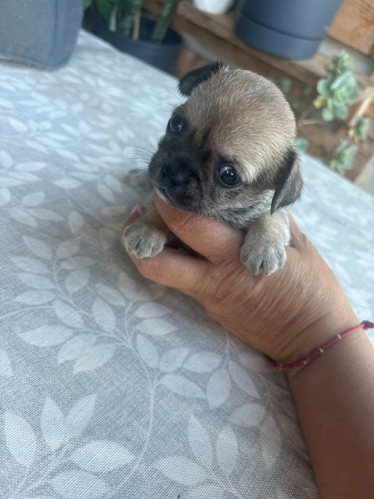 Chihuahua blue macho