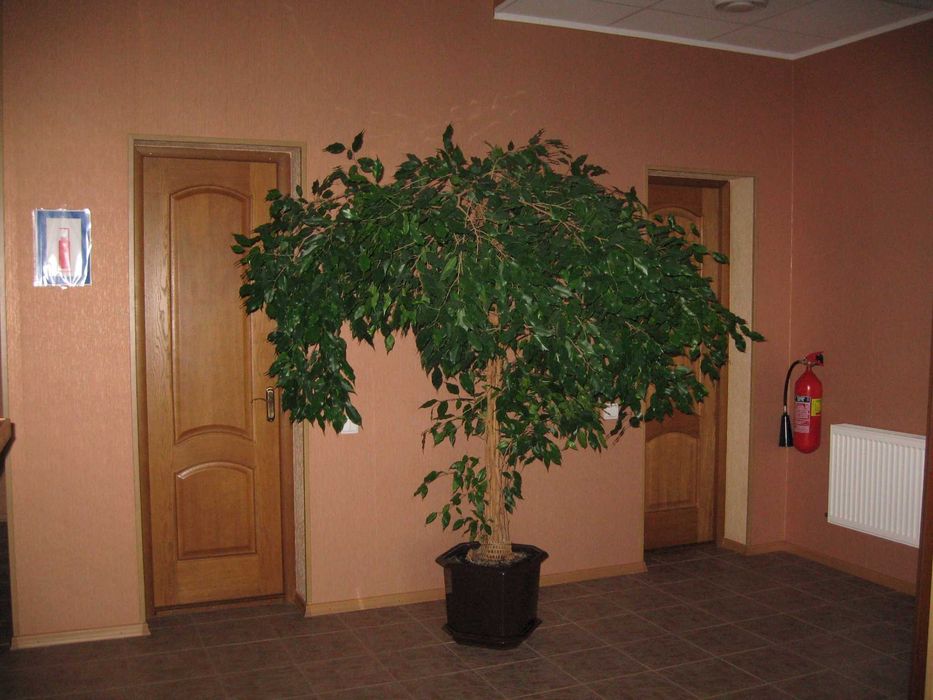 Продажа отличного офисного помещения 295 кв.м.