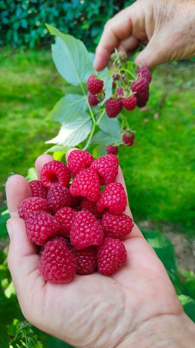 Ekologiczny sok z malin 2025