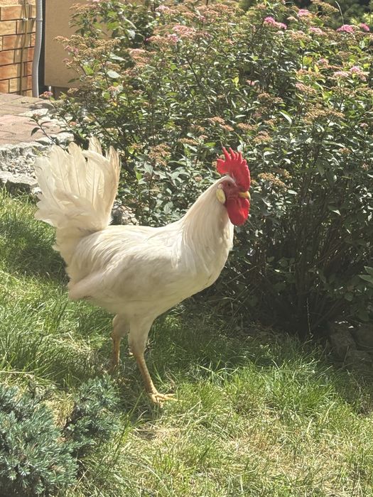Kogut leghorn, australop