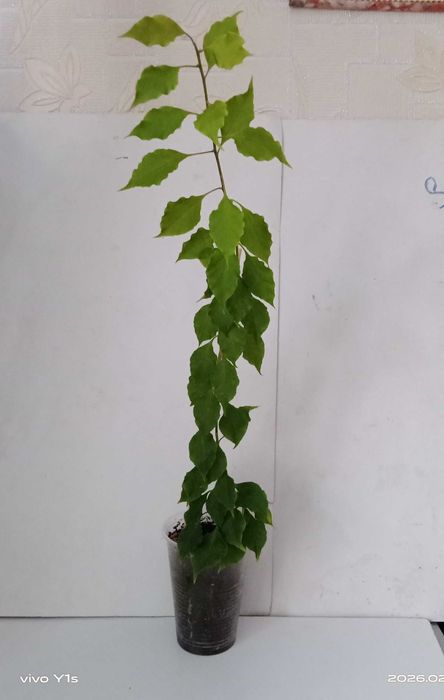 Бугенвілія Red Velvet