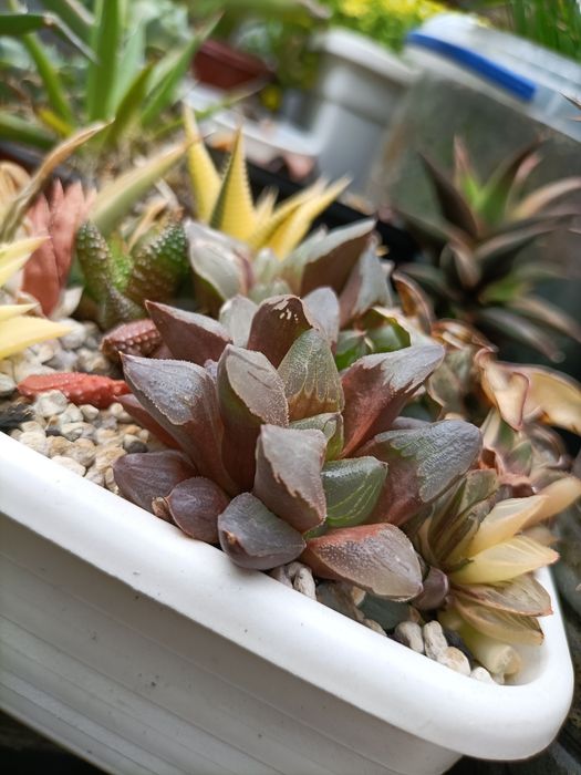 Хавортія айс сіті Азія