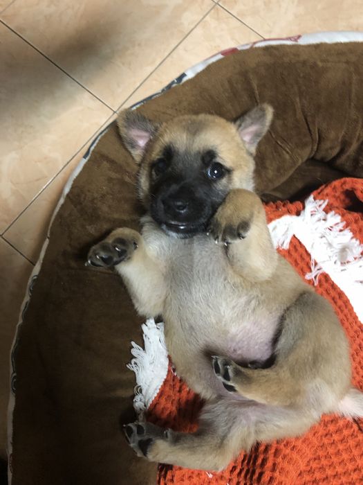 Tomo conta do seu animal de estimação em minha casa (pet sitting)