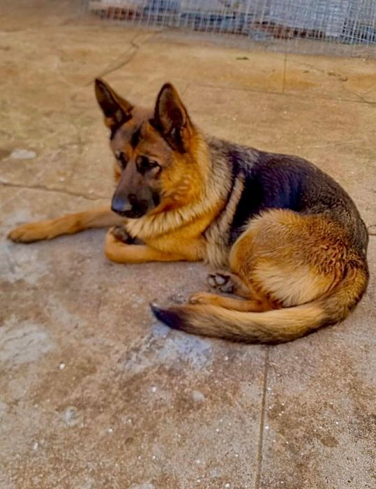 Pastor alemão femea com pedegree