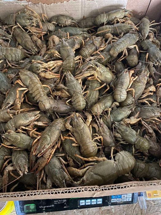 Живі раки оптом і в роздріб