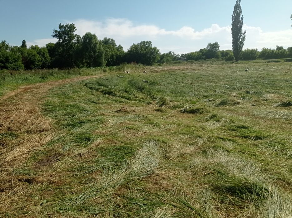 Продам сіно лугове
