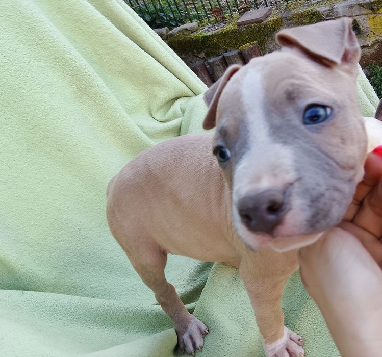 Amstaff suczka skończone 8 tyg gotowa do odbioru