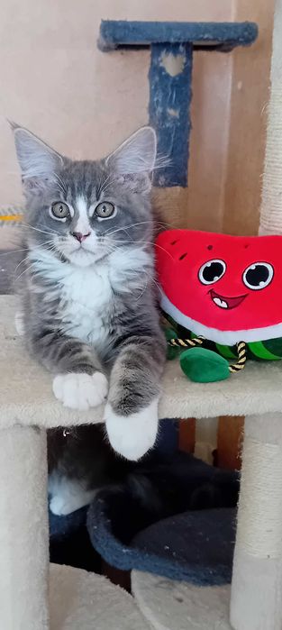 Kotek  Maine Coon o imieniu Eos