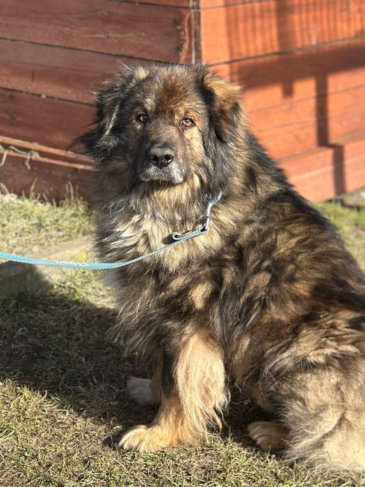 Piękny, spokojny Teddy szuka kochającego domu