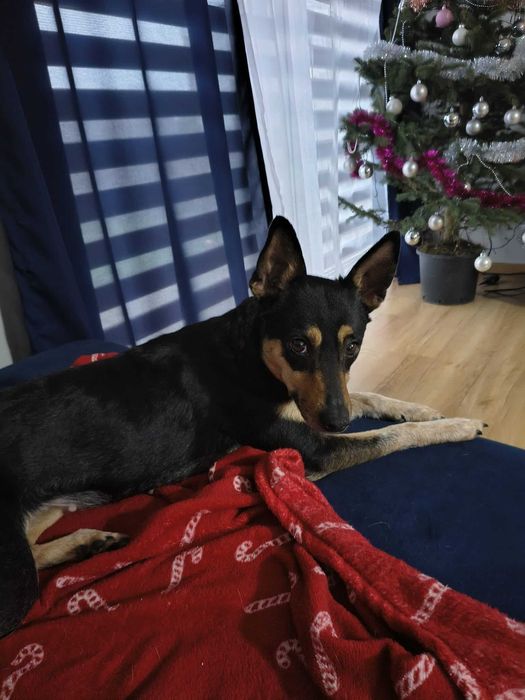 Freja ważąca zaledwie 5- 6 kg