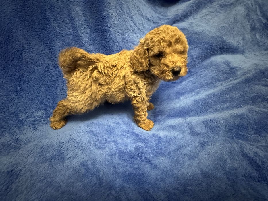 Той пудель дуже малесенький хлопч