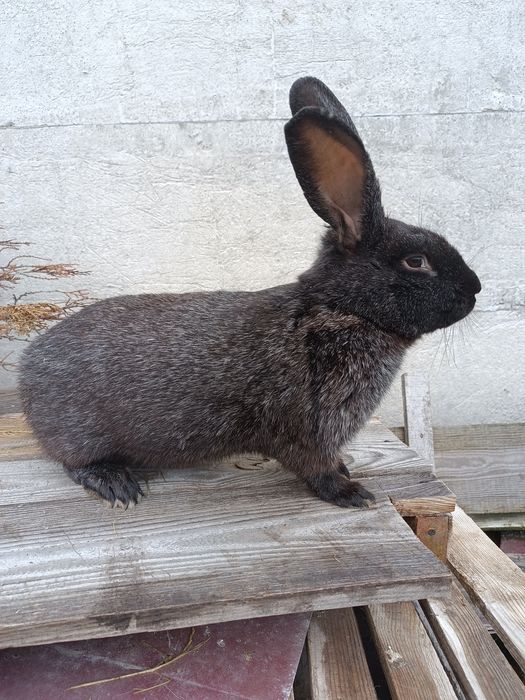 Продам полтавське срібло