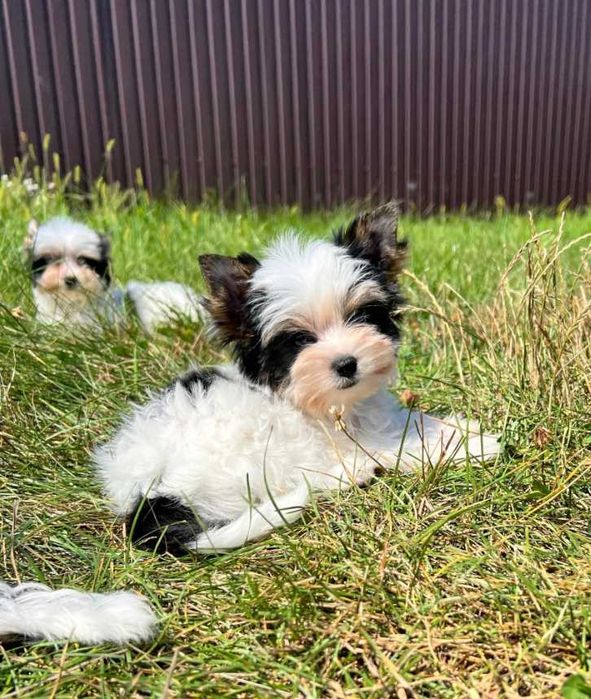 Чарівне цуценя породи бівер йорк